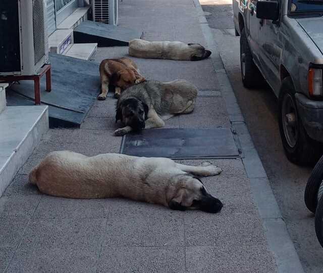 Mersin'de sokak köpekleri belediye çalışanına saldırıp ısırdı
