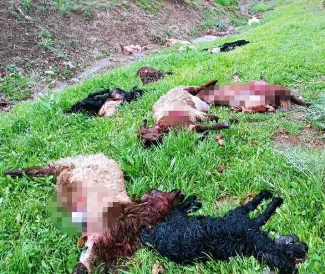 Kurt sürüsü ahıra daldı, geride bıraktıkları zayiat çok ağır