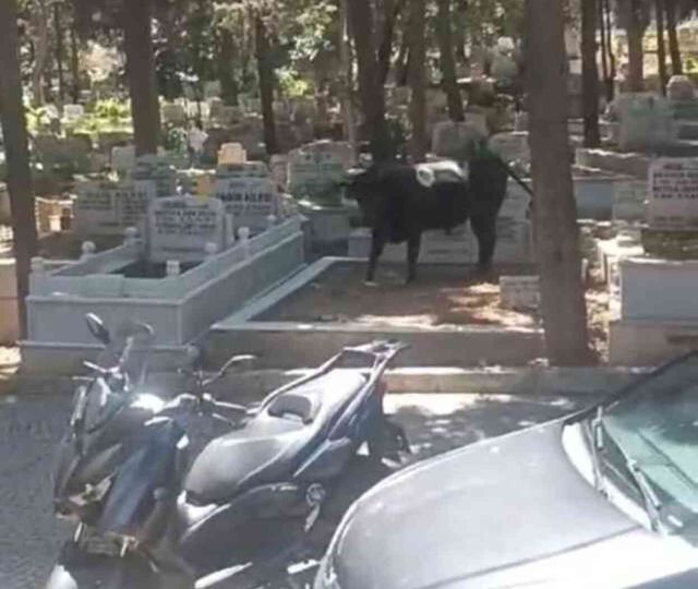 İstanbul'da panik anları! Mezarlığa kaçan kızgın boğa, 2 kişi yaraladı