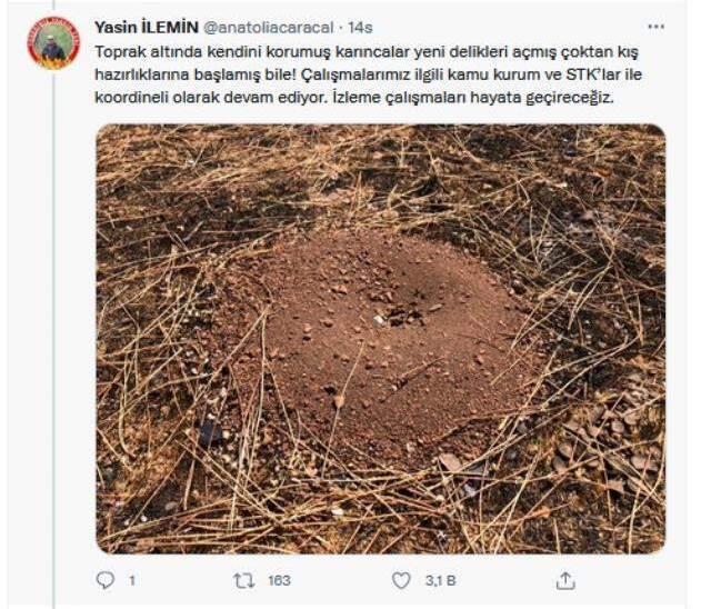 Yangın bölgesinden sevindiren görüntüler! Yanan ormanlar küllerinden doğuyor