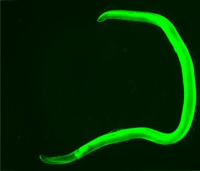 Kansere karşı kalkan olan solucan geliştirildi