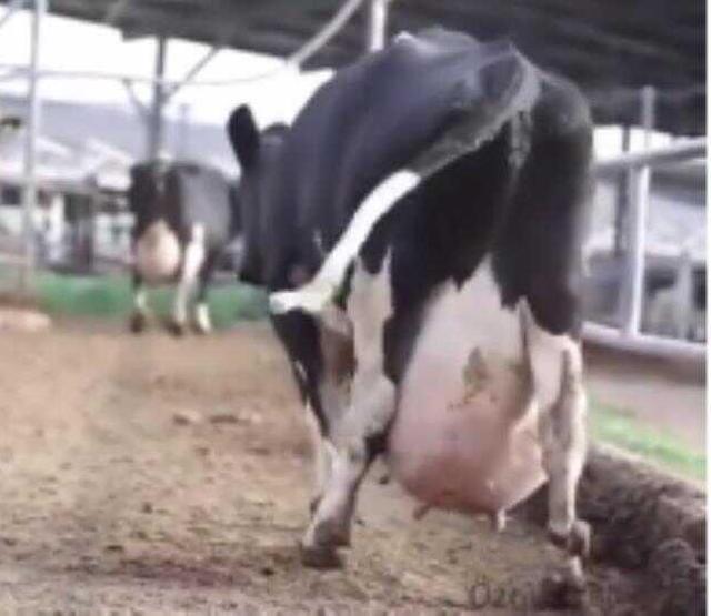 Çiftlikteki ineğin memesine bakanlar gerçek olduğuna inanmadı! Hayvancılardan büyük tepki var