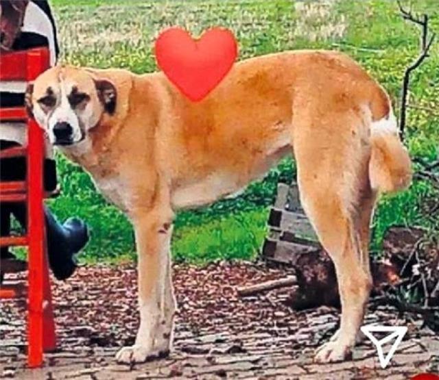 İrem Helvacıoğlu'nun kabus dolu anları! Köpeği katleden caniden ölüm tehdidi aldılar