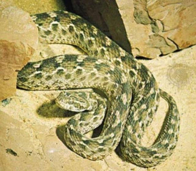 Torunları Türkiye'de yaşayan dünyanın en zehirli yılanı yuvasından çıktı