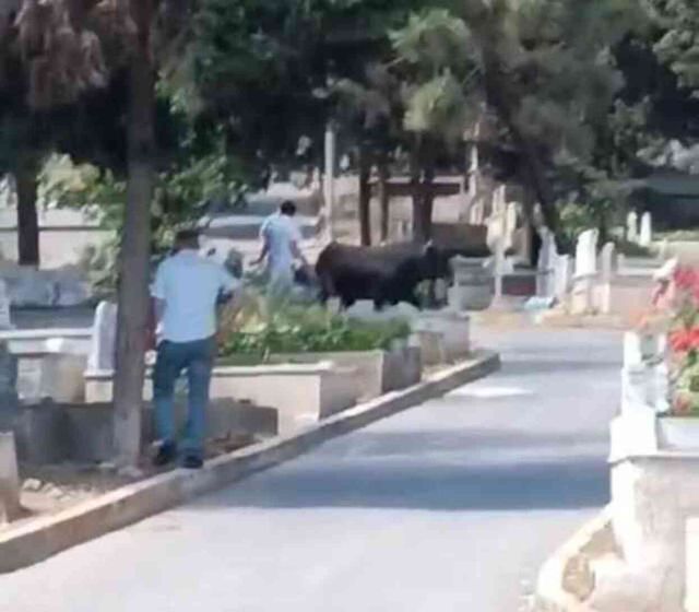İstanbul'da panik anları! Mezarlığa kaçan kızgın boğa, 2 kişi yaraladı