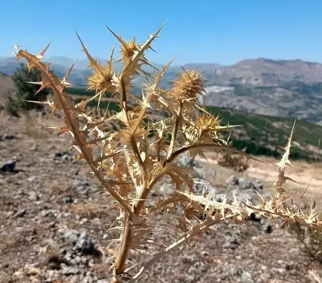 Kenger Sakızı