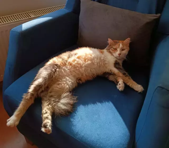 Doktoru kedi tüyü mü öldürdü? Son noktayı Veteriner Hekimler Odası Başkanı koydu