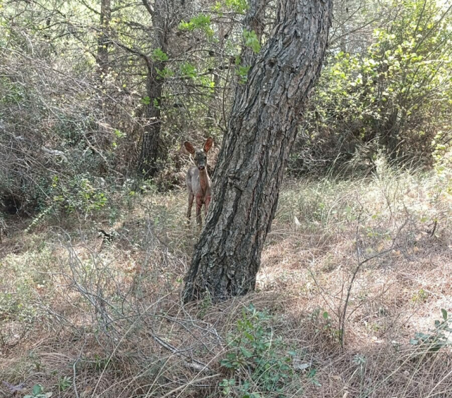 Çanakkale'de yürekleri parçalayan görüntü