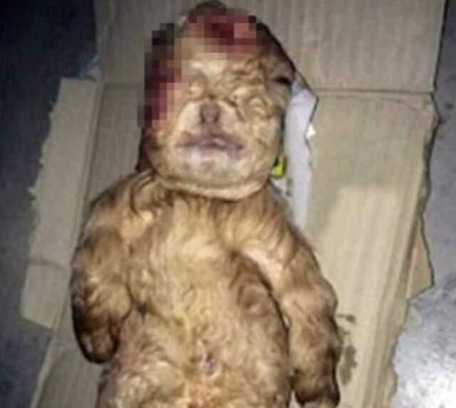 Milyonlarca kişiyi büyük şaşkınlığa uğratmıştı! İnsana benzeyen keçi yavrusunun sırrı çözüldü