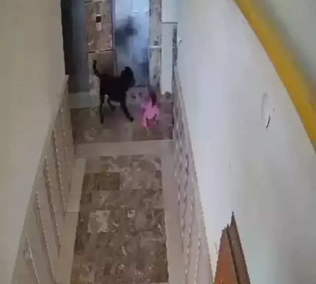 Bu kaçıncı oldu? Apartmanın koridorunda oynayan küçük çocuğa köpek saldırdı