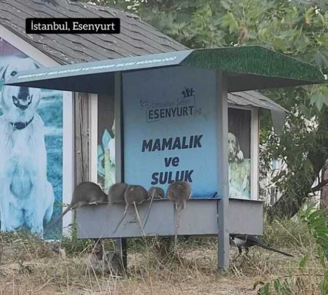 Esenyurt'taki fare istilasının arkasından kedi köpek barınaklarına bırakılan yemek artıkları çıktı