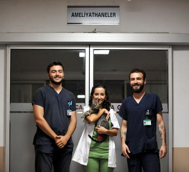 Solunum sıkıntısı yaşayan kedi hastaneye gitti, ameliyata alınıp sağlığına kavuştu