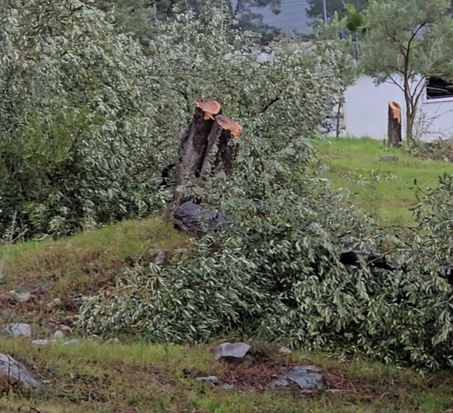 Zeytin ağaçlarını kesen ve görevinden istifa eden Kılbey'e para cezası