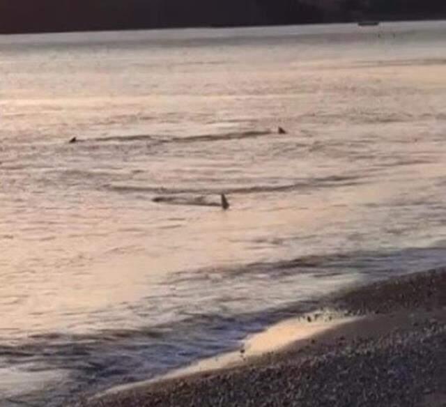 Muğla'da kıyıya 3 metre mesafede köpek balıkları görüntülendi