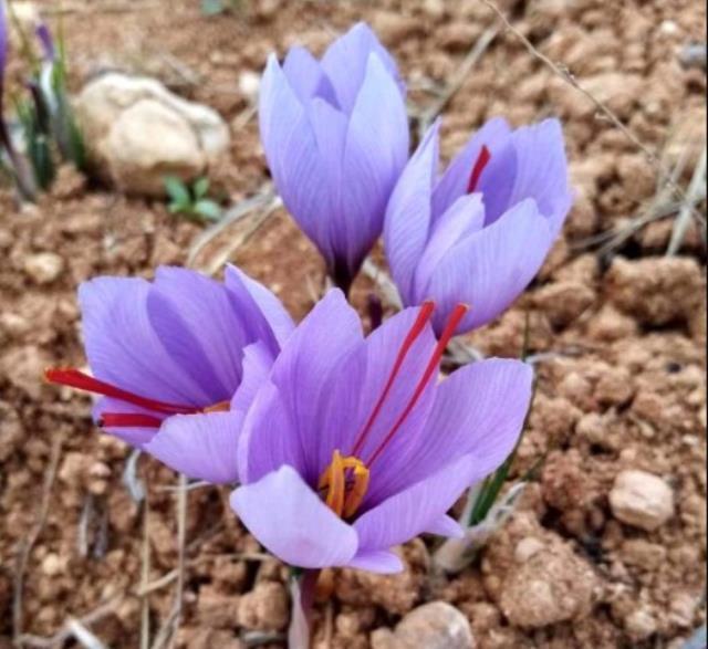 5 yıl önce ekmeye başladı! 1 dönümden 1 kilo safran alıyor, kilosunu 90 bin liraya satıyor