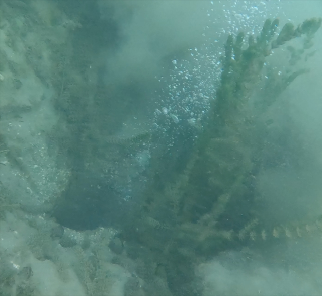Sapanca Gölü fay hattı boyunca fokur fokur kaynadı! Büyük bir depremin habercisi mi?