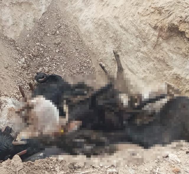 Ağıla yıldırım düştü, 38 küçükbaş hayvan telef oldu