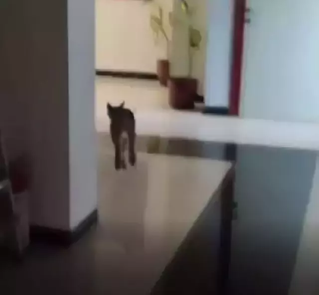 Türkiye'nin her yerinde aranan hırçın vaşak, sürücü kursunun mutfağında ortaya çıktı