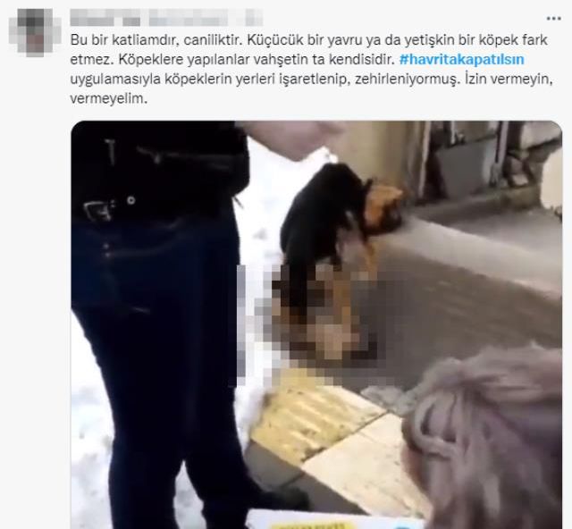 Sokakta yaşayan köpekleri hedef gösteren uygulama sosyal medyayı ayağa kaldırdı