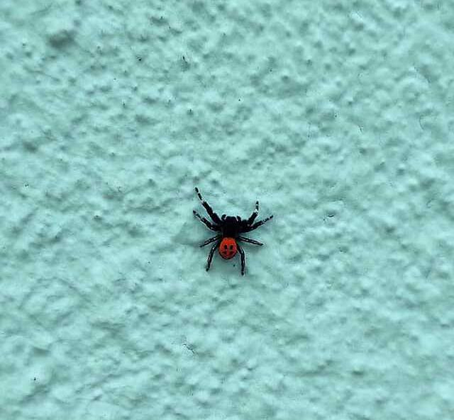 Denizli'de zehirli uğur böceği örümceği görüldü