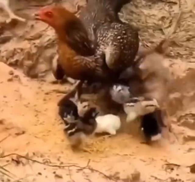 Tavuk, yavrularına saldırılınca öyle bir hale büründü ki kimse korkudan gözlerine bakamadı