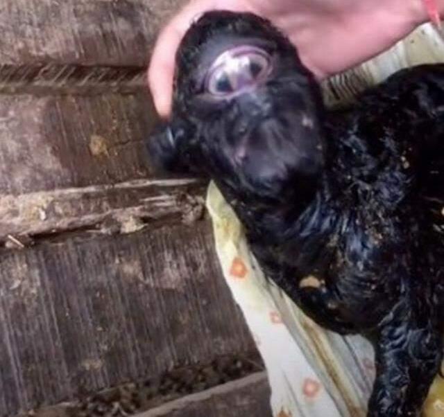 Kıyamet alameti olarak biliniyor! Tek gözlü oğlak tüyleri diken diken etti