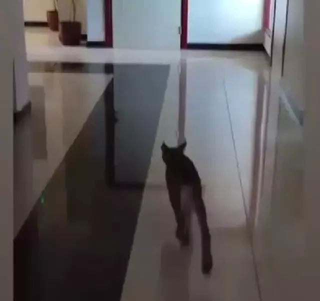 Türkiye'nin her yerinde aranan hırçın vaşak, sürücü kursunun mutfağında ortaya çıktı