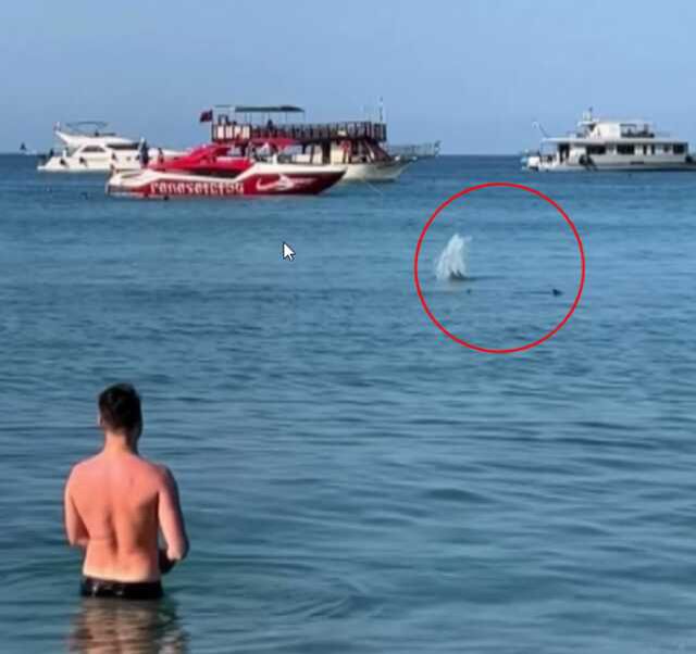 Kemer Sahilindeki Balık Köpek Balığı Sanıldı