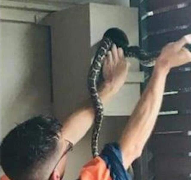 Evinde gördüğü manzara karşısında dondu kaldı! Dev piton, sıçanı nefessiz bırakmış