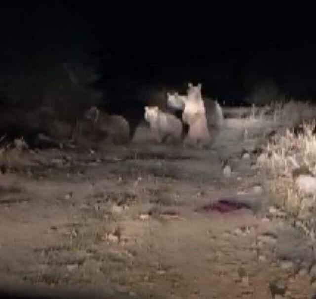 Gece kamerasına yakalandılar! Aç kalan ayılar, evlere kadar indi