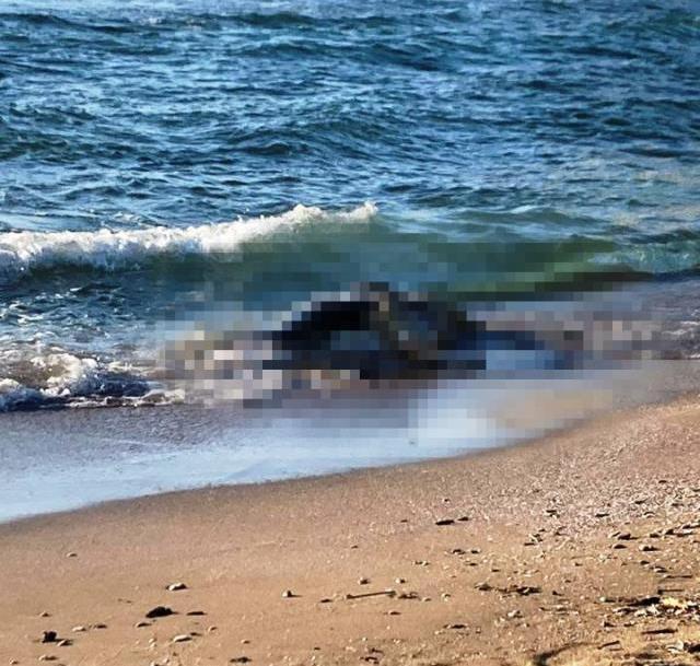 Kocaeli'de sahillere vuran 4 büyükbaş ölüsü, yüzmeye giden vatandaşlara büyük korku yaşattı