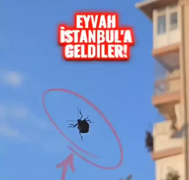 İstanbul'da evlere giren kahverengi kokarca