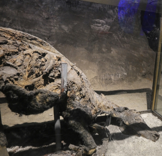 �ank�r� Tuz Ma�aras�'ndaki ��r�meyen e�ek g�renleri �a��rt�yor