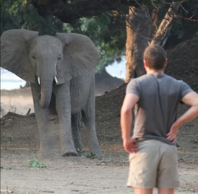 Milyoner safari patronu, 6 tonluk filin saldırısına uğrayarak feci şekilde can verdi