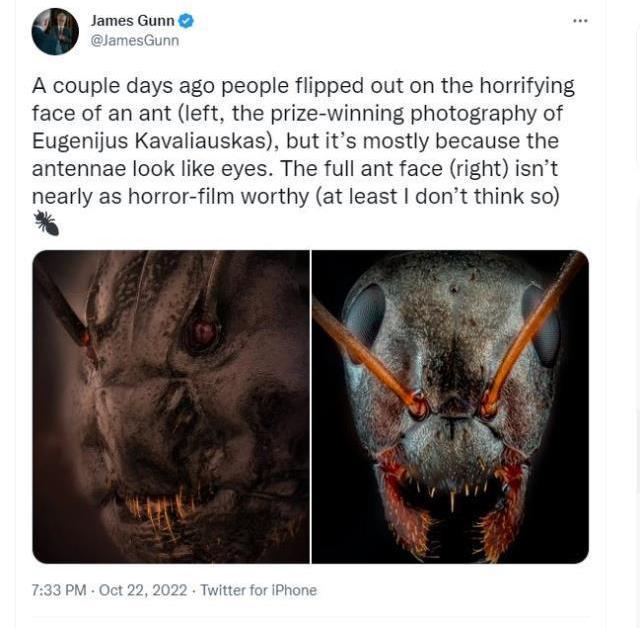 Karıncanın yüzüne yüzde 100 zom yapılınca çıkan görüntüye inanamayacaksınız