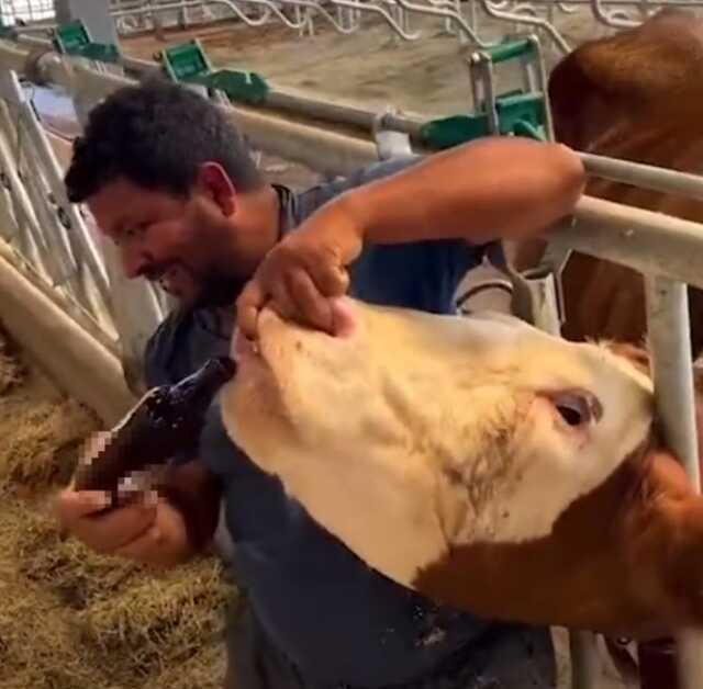 İneğe alkol şişesinde sıvı veren çiftlik çalışanı tutuklandı