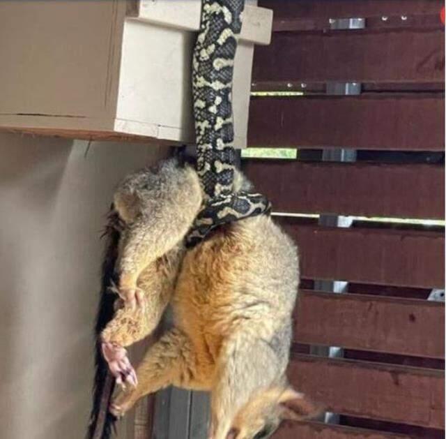 Evinde gördüğü manzara karşısında dondu kaldı! Dev piton, sıçanı nefessiz bırakmış