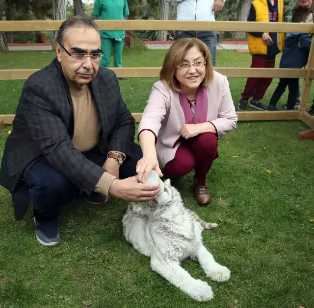 İstanbul'da villada ele geçirilen, doğada nadir bulunan 'beyaz kaplan' Gaziantep'e getirildi