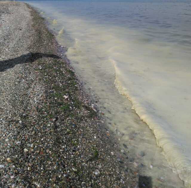 Müsilaj kabusu geri mi dönüyor? Tekirdağ, Mudanya, Gemlik Körfezi ve Erdek de risk altında