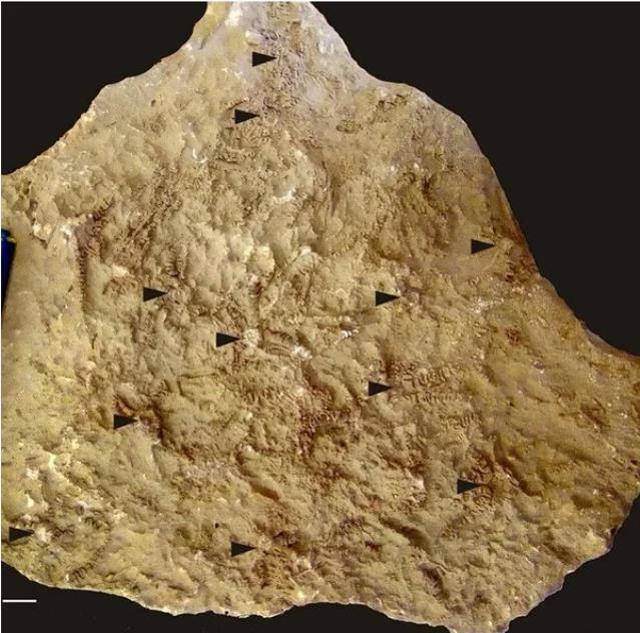 Deniz omurgasızı türü canlıya Zelenski'nin adı verildi