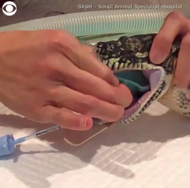 Az kalsın canından olacaktı plaj havlusu yutan piton yılanı kurtarıldı