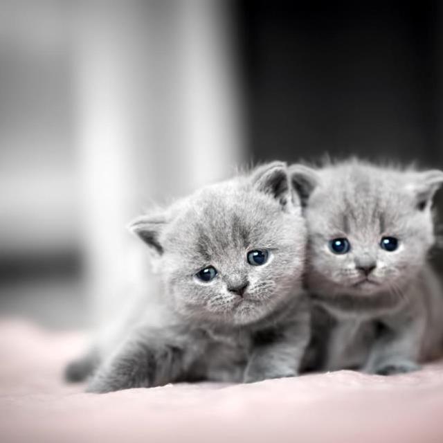 British Shorthair Kedilerde Beslenme Ve Bakım