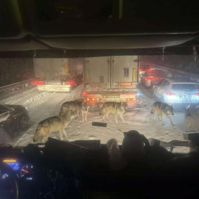 Ger&ccedil;ek mi değil mi? Bu fotoğraf karesini g&ouml;renler ikiye b&ouml;l&uuml;nd&uuml;