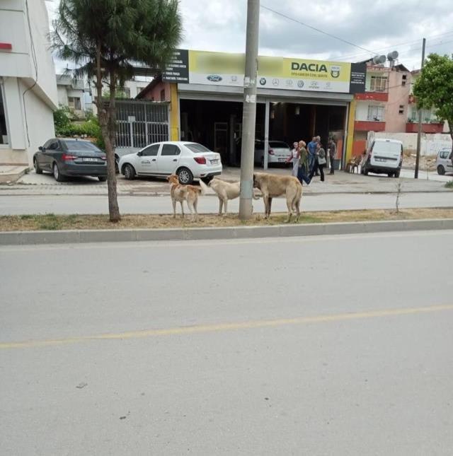 Adana Ceyhan'da köpeklerden kaçarken düşüp beyin kanaması geçiren adam öldü