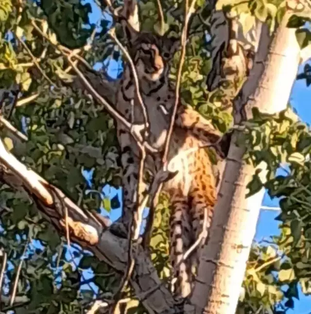 Ağaçtaki Anadolu Parsı değilmiş! Gerçek sonradan ortaya çıktı
