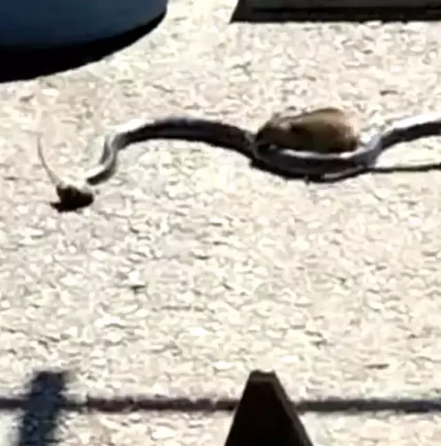 Acımasız yılan, yavru fareyi yuttu! Saniyeler sonrasında yaşananlar ise herkesi kahretti