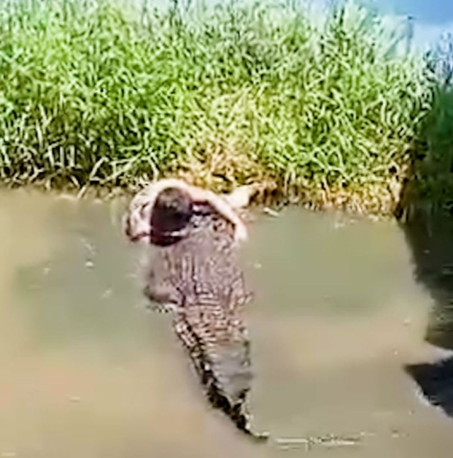 Heykel sandığı gerçek timsahın saldırısına uğrayan turist ağır yaralandı