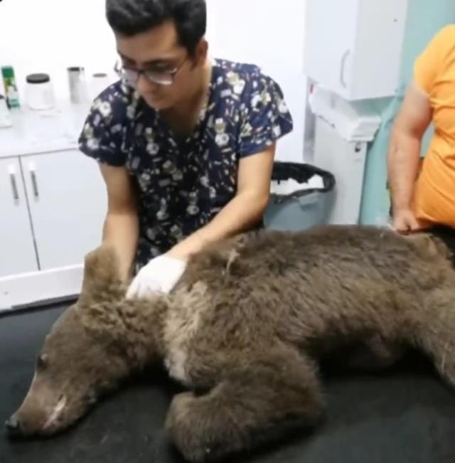 Türkiye onu konuşuyor! İşte balı fazla kaçırınca bayılan ayının sağlık durumu