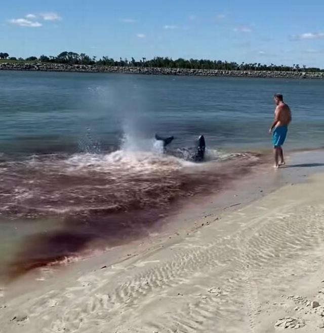 Deniz bir anda kıpkırmızı oldu! Su altındaki kanlı kapışmayı duyanlar irkildi, kenardaki adama dikkat