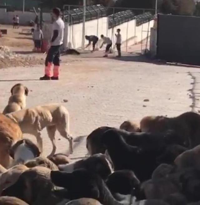 Konya'da başına kürekle vurulan köpeğin yaşadığı iddiası yanlış